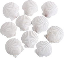 10 PCS 4-5 Inch Natural White Large Scallop Shells Sea Shells for DIY Craft Home