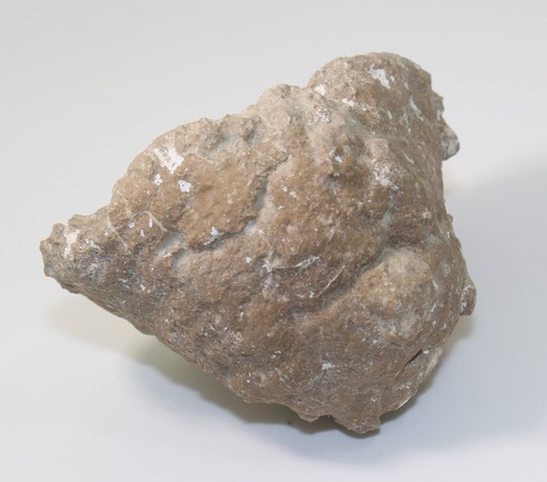 Spugna, Hyalotragos radioformis, Giura Oxford, Ebermannstadt, Germania-eb9865 - Foto 5 di 8