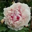 PEONY COTTAGE VINTAGE