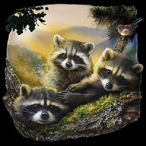New Three Raccoons Raccoon Tshirt Sizes/Colors - Picture 1 of 1
