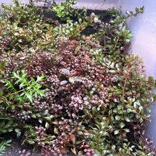 Mixed Live Freshwater Aquarium Plants Assortment, Tropical Beginner Easy Mix