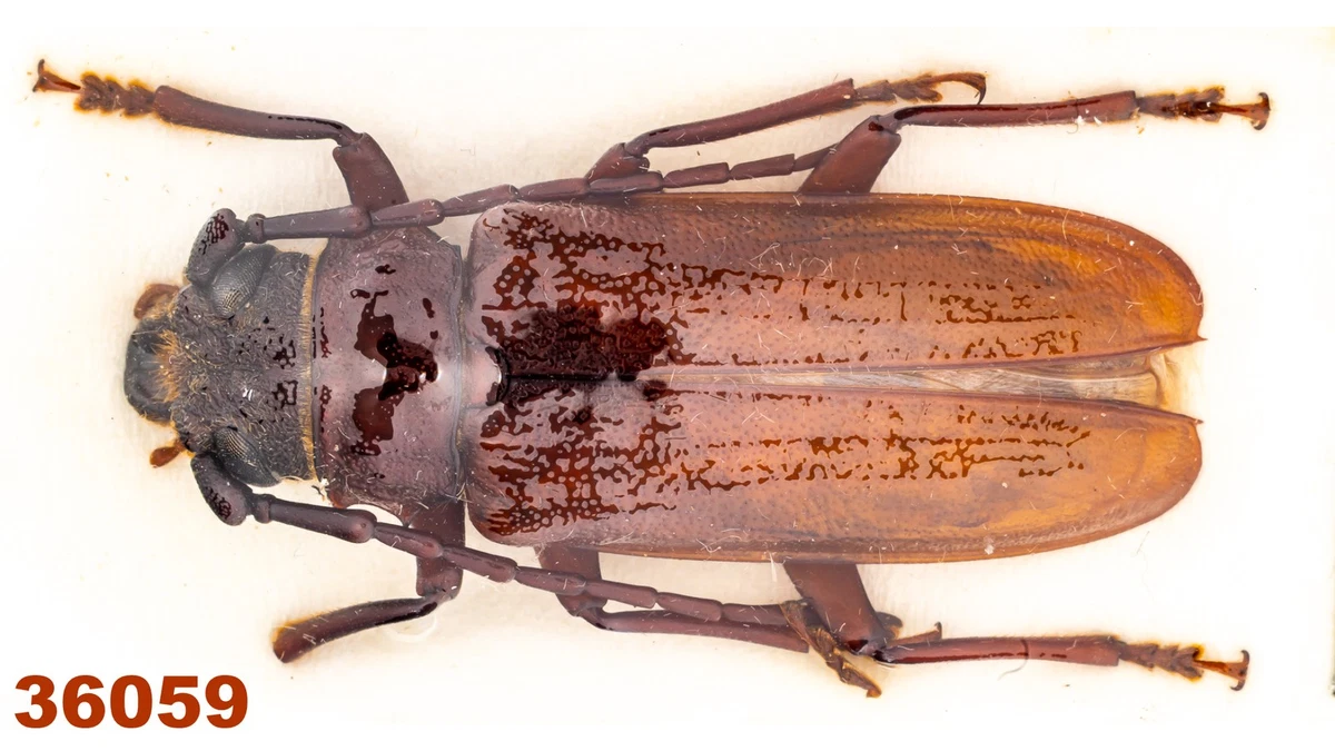 Cerambycidae Beetle for sale | eBay