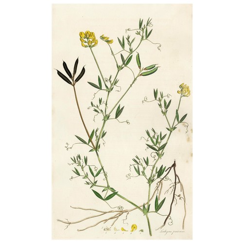 RARA 1777 CURTIS FLORA LONDINENSIS incisione folio colorata a mano GIALLO PEA - Foto 3 di 7
