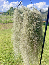 Fresh Spanish Moss Tillandsia Usneoides Live Air Plant 1 Gallon Bag