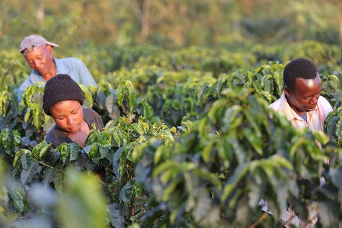 Tanzania Mbeya-Mbinga Chicchi di caffè Peaberry - Freschi tostati su ordinazione - Foto 5 di 10