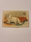 Antique Angora Cat Arm And Hammer Trading Card Interesting Animals 1892 #2 of 60
