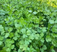 Organic Coriander Cilantro – 500 Seeds – Aromatic Culinary Herb-Easy