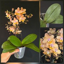 Phalaenopsis Aromio Scention. Scented Flowers. 2 Flower Spikes. Mottled Leaves. 
