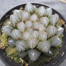 Planta suculenta de 5 cm Haworthia Cooperi Black Muscle Liliaceae Home Garden Plant