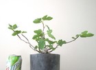 New ListingDwarf Black Fig for unique mame shohin bonsai tree