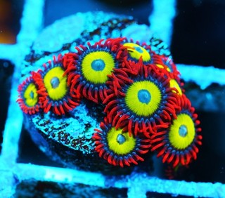 Emeralds on Fire Zoa Frag Zoanthids Zoa Paly SPS LPS Corals WYSIWYG