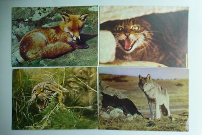 S328 Edinburgh Zoo Scottish Zoological Park FUCHS Wildkatze WOLF 4xPostkarte