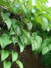 Dioscorea alata PURPLE YAM Seeds
