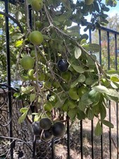 Texas persimmon Diospyros texana 20 seeds newly picked No Chemicals
