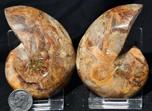 2776 Cut Split PAIR Ammonite RARE Cymatoceras 110myo Fossil 74mm LARGE 2.9" - Picture 3 of 5