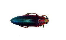 Beetle - Buprestidae - Chrysochroa fulminans nishiyamai- Simuk Island, Indonesia