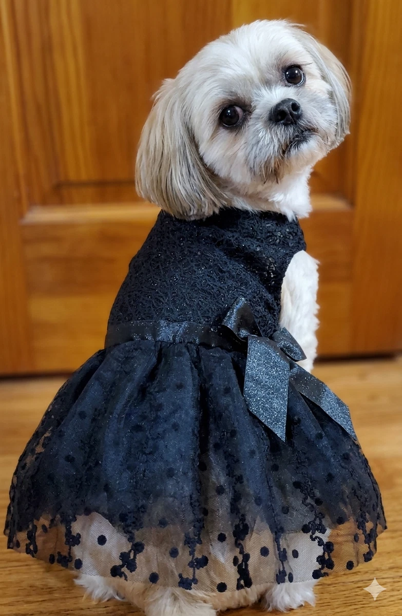black dress dog DVF Diane Shirt Dress main image 0