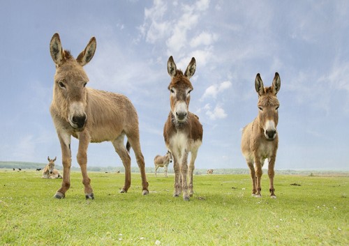 A1 Cute Donkey Poster Art Print 60 x 90cm 180gsm - Horse Farm Animal Gift #15389