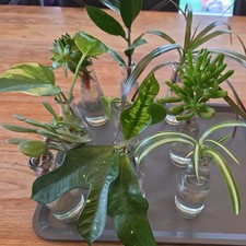 9 Zimmerpflanzen- Ableger bewurzelt/unbewurzelt  Efeutute Drachenbaum Sukkulente