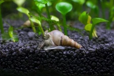25 + High Grade Baby Young Malaysian Trumpet Snails Tank Breed Black & White Mix