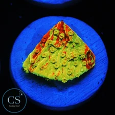 CS WWC GRAFTED MONTI - WYSIWYG LIVE CORAL