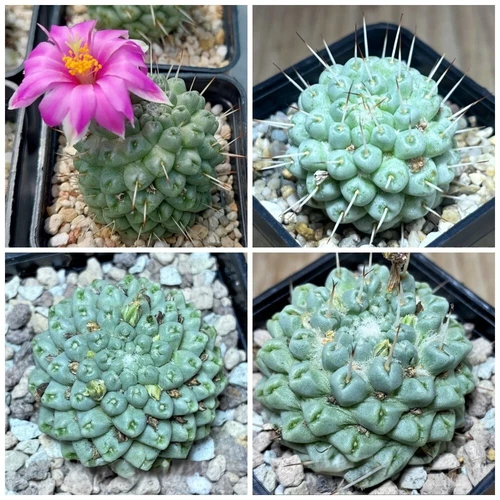 Mammillaria schumannii f. monstrosa    20seeds  harvest 2025
