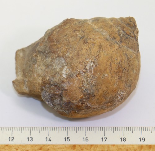 Schnecken, Natica floridana, Tertiär, Miozän, Damsdorf, Deutschland-k903 - Bild 7 von 7