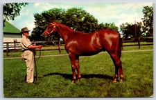 Postcard Yearling Ready For Sale, Lexington Kentucky Unposted