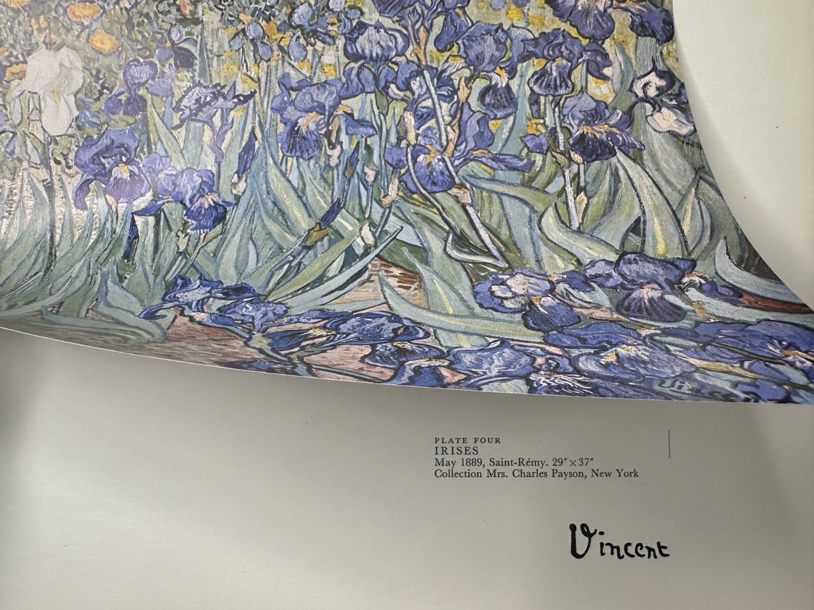 Vincent Van Gogh - Irises, 1889 - Vintage Art Print thumbnail 5
