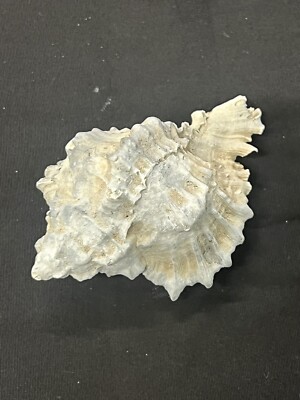 RARE Fossilized MUREX Shell From Central Florida, Pliocene Era. 