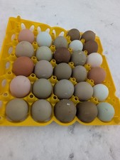 20 uova da cova BE coloranti galline Easteregger uova colorate Marans Cream Legbar