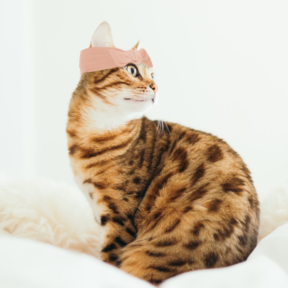 Fascia per Cani - 2 Pezzi di Accessori per Cuccioli foto 2