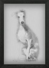 Italian Greyhound puppy 4 Framed Wall Art Poster Canvas Print Picture