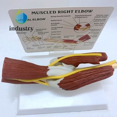 1:1 Arm Bone Band Muscle Ligament Model Elbow Joint Models Anatomical Models
