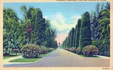 Avenue Of Australian Pines And Hibiscus In Florida Vintage Linen Post Card 