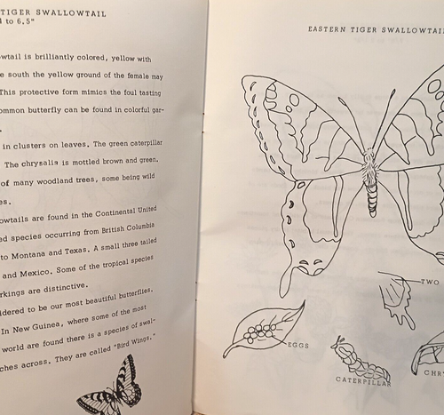 Schmetterling Bücher 3 Stück Schmetterlinge Nordamerikas Das Wunder der Schmetterlinge - Bild 13 von 13