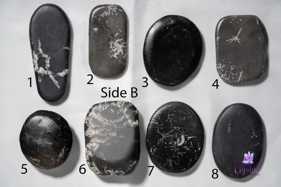 Chrysanthemum Stone Palm Stone - Image 3 of 4