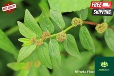 100% pure organic Euphorbia Hirta Dried Asthma Plant Euphorbiaceae