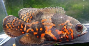 SMALL Tiger Oscar Cichlid Live Freshwater Aquarium Fish eBay