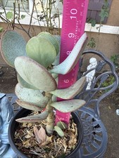 Crassula Jade Silver Dollar