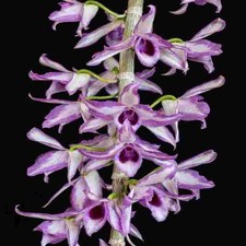 Dendrobium anosmum "Touch of Class" Orchid Live Potted Vegetative Purple/Green
