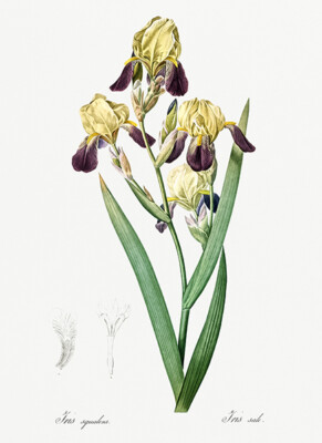Elder Scented Iris - 1805 - Les Liliacees - Pierre Redoute - Illustration Magnet
