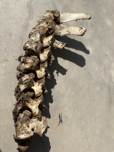 3 Sets Of Cow/Horse Vertebrae Spine Bone Section Real Art/Crafts Science - Picture 2 of 6