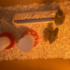 2PCS Wooden Chick Perch Stand, Training Chicken Perches Roosting Bar, Wood Ch...