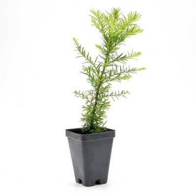 Coastal Redwood (Sequoia sempervirens) in 2.5  Nursery Cubes, Live Tree Sapling