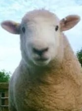 4 x Devon Close Wool Raw Sheep Fleece Spinning Felting Weaving Crafting