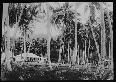 EINE KOKOSNUSSPLANTAGE - FIDSCHI UND DER PAZIFIK UM 1913 Magische Laterne Dia FOTO