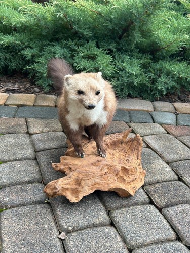 Ausgestopfter Marder auf Wurzel, Leder, Fell, Trophäe, Tierpräparation, Tepp - Bild 1 von 4