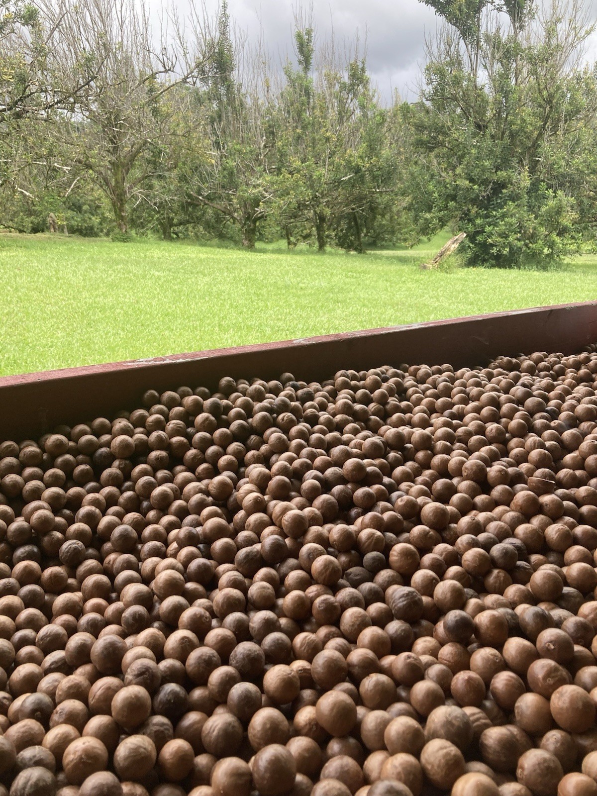 Macadamia Nuts. 12lbs  People &Parrots Fresh In Shell Harvested & Shipped Daily!