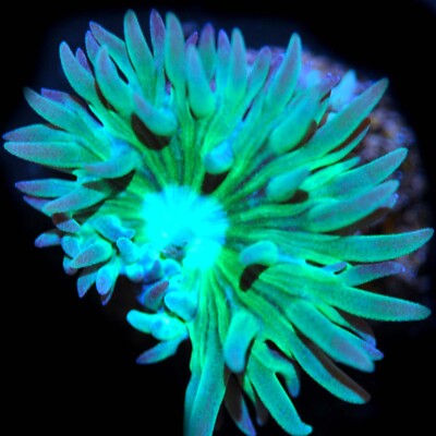 CORALS OF EDEN ~ Kryptonite Duncan Coral Frag - Live Coral for Sale LPS